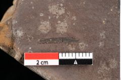 Foto (Detailansicht) von Sclerotium pustuliferum Heer (NHMW-GEO-2024-0188-0090a)